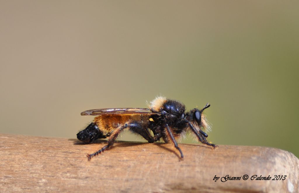 Laphria flava